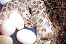 western hognose