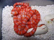 tangerine albinos