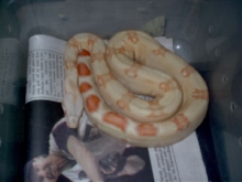 bad albino pic