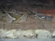 About 13ft. long Burmese Python
