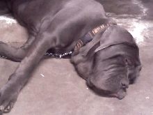 This is Bella
