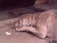 This is my OTHER girl Bella