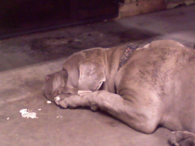 This is my OTHER girl Bella