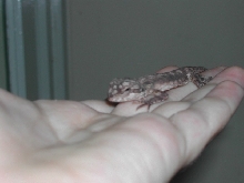 Trixi
