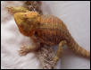 snudu after bath