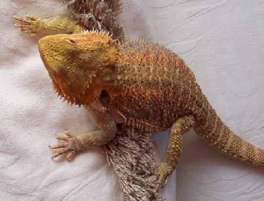 snudu after bath