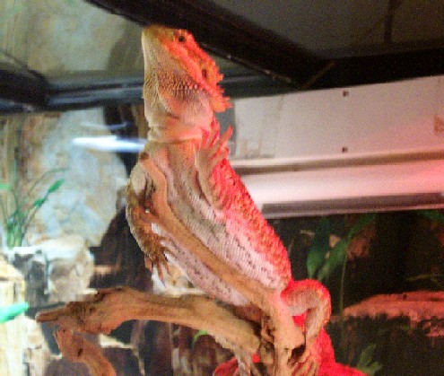 sleeps like this