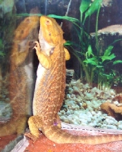 balancing act
