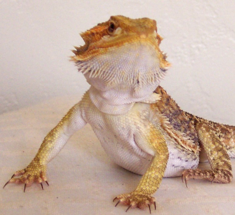snudu beard