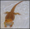 snudu bath