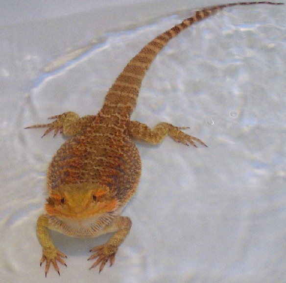 snudu bath
