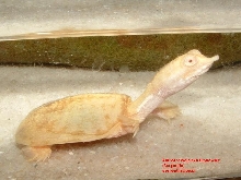 Pelodiscus sinensis (albinos)