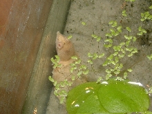 Pelodiscus sinensis (albinos)