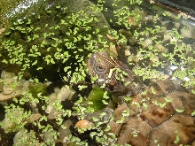 Graptemys pseudogeographica pseudogeographica
