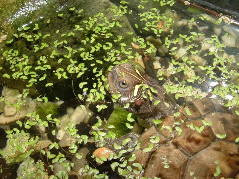 Graptemys pseudogeographica pseudogeographica