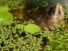 Kinosternon scorpioides (Scorpion Mud Turtle)