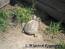Testudo horsfieldii