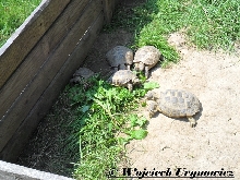 Testudo horsfieldii