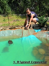 Trachemys scripta