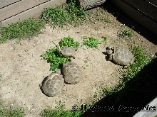 Testudo horsfieldii