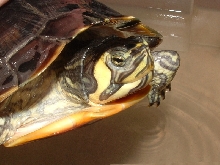 Trachemys scripta scritpta