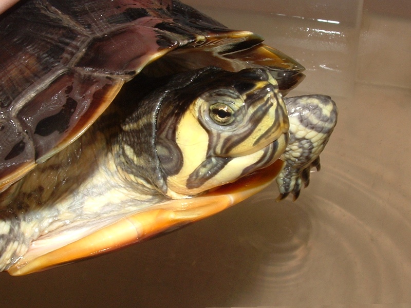 Trachemys scripta scritpta