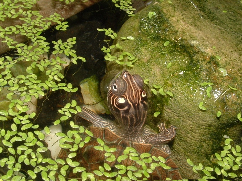 Graptemys ouachitensis ouachitensis (Map Turtle)