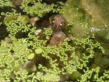 Graptemys ouachitensis ouachitensis (Map Turtle)