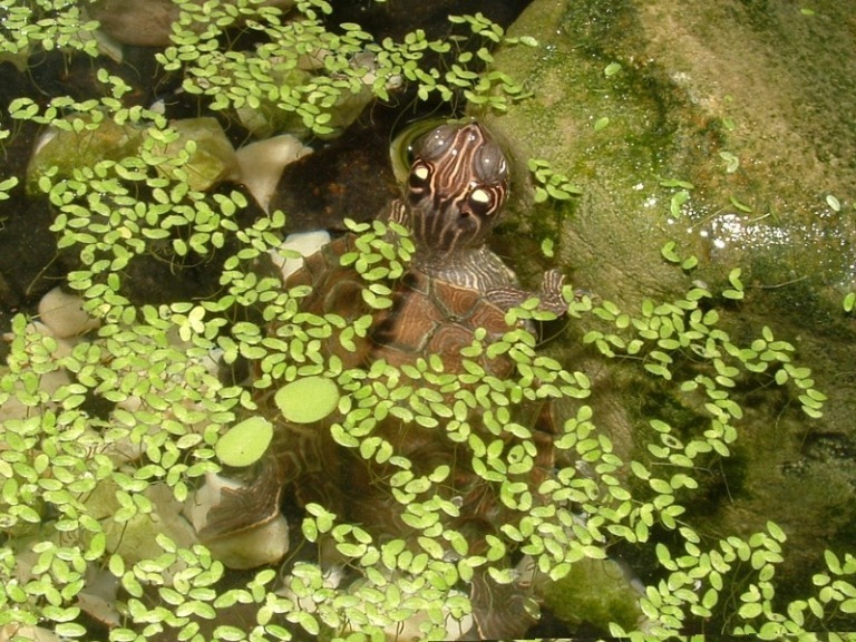 Graptemys ouachitensis ouachitensis (Map Turtle)
