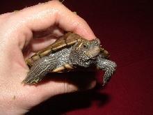 Graptemys pseudogeographica pseudogeographica