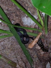 Montserrat West Indies snake
