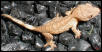 Crested Gecko