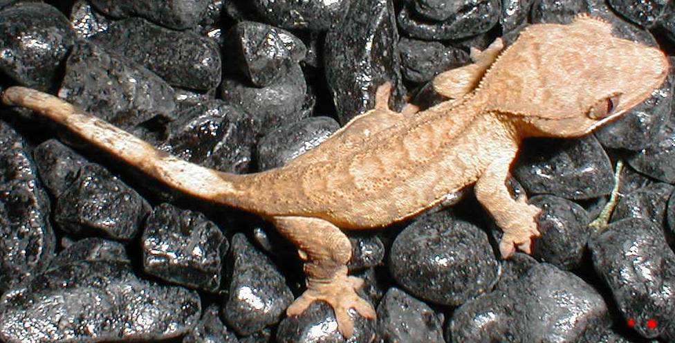 Crested Gecko