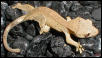 dalmation crested Gecko