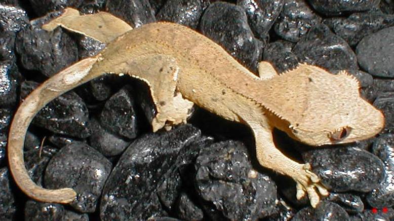 dalmation crested Gecko