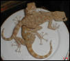 Fan Footed Gecko Pair