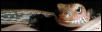 Fire Skink's Head