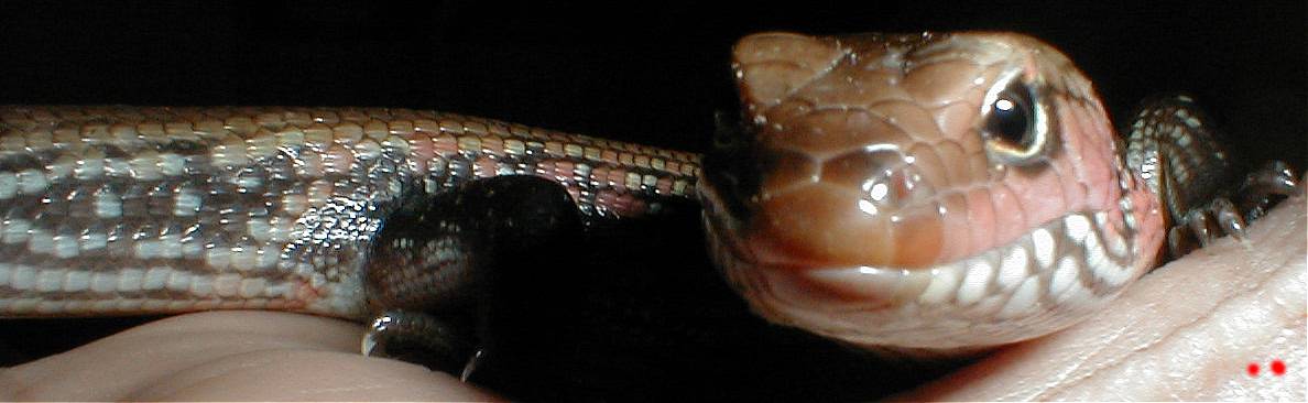 Fire Skink's Head