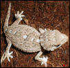 Helmeted Gecko Female