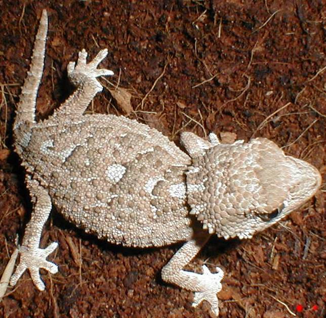 Helmeted Gecko Female