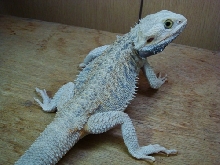 ParadoxItalianLetherbackWhiteHypoTranslucent