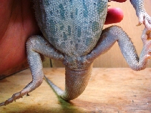 ParadoxItalianLetherbackWhiteHypoTranslucent