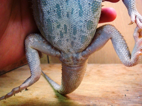 ParadoxItalianLetherbackWhiteHypoTranslucent