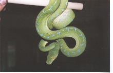 green tree female