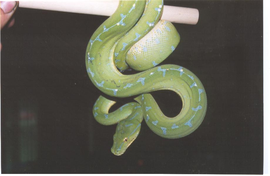 green tree female