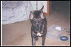 bat dog