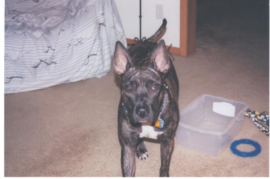 bat dog