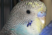 Male or female baby budgie