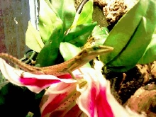 green anole