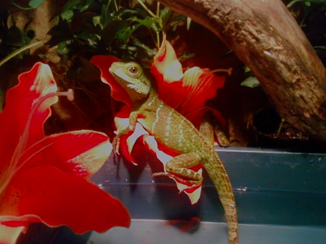 Little Devil